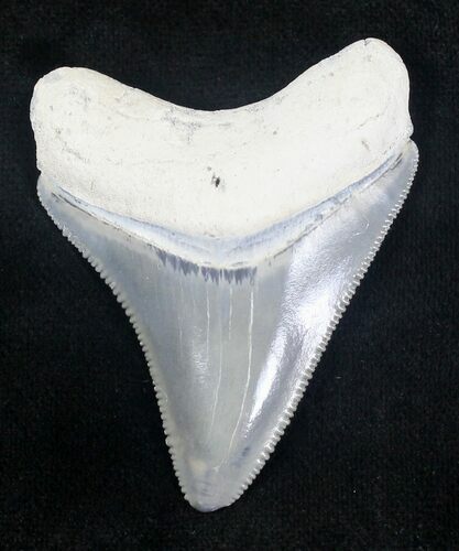 Serrated Bone Valley Megalodon Tooth #20664